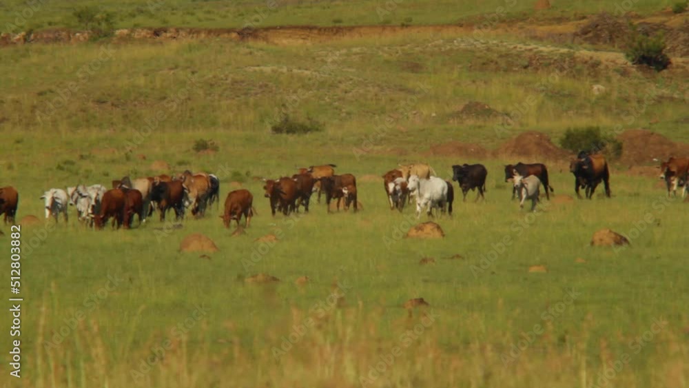 Cattle wlaking through the fields Cattle wlaking through the fields