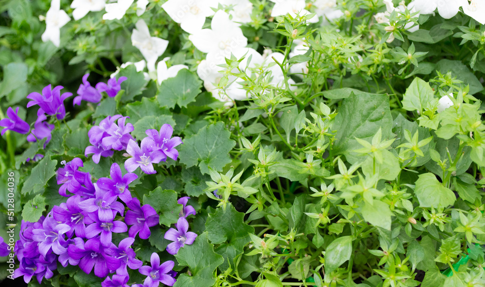 Beautiful spring floral background: bright juicy greenery, white and lilac bell flowers. Copy space. Flowers of the Campanula variety of the Campanulaceae family Beautiful spring floral background: bright juicy greenery, white and lilac bell flowers. Copy space. Flowers of the Campanula variety of the Campanulaceae family