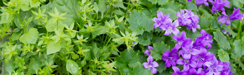 Banner with beautiful spring floral background: bright juicy greenery, white and lilac bell flowers. Copy space. Flowers of the Campanula variety of the Campanulaceae family Banner with beautiful spring floral background: bright juicy greenery, white and lilac bell flowers. Copy space. Flowers of the Campanula variety of the Campanulaceae family