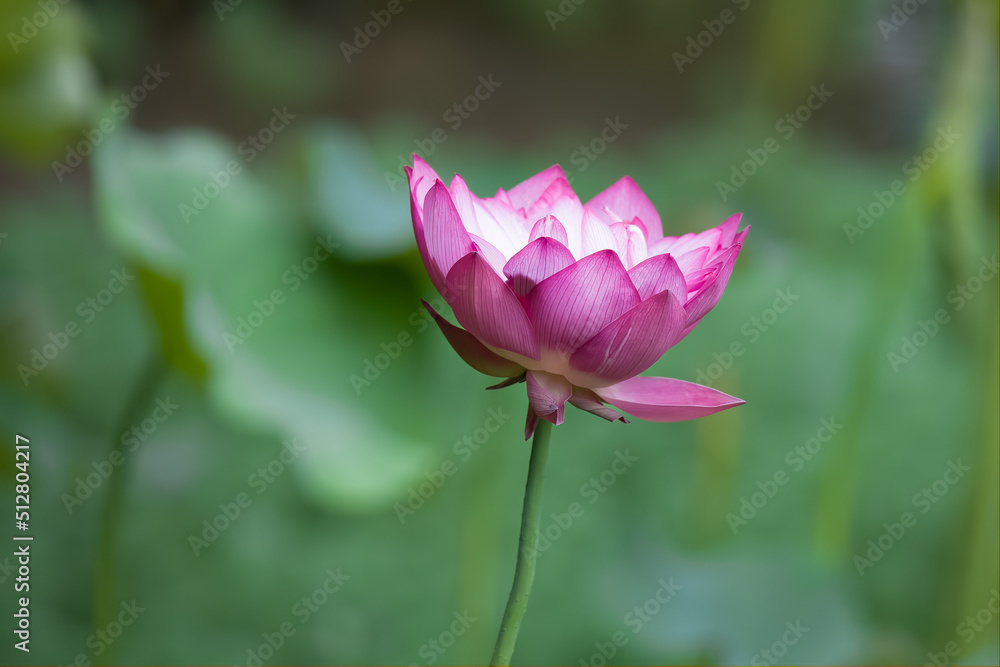Fototapeta premium lotus flower in the pond