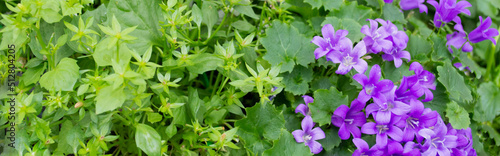 Banner with beautiful spring floral background: bright juicy greenery, white and lilac bell flowers. Copy space. Flowers of the Campanula variety of the Campanulaceae family