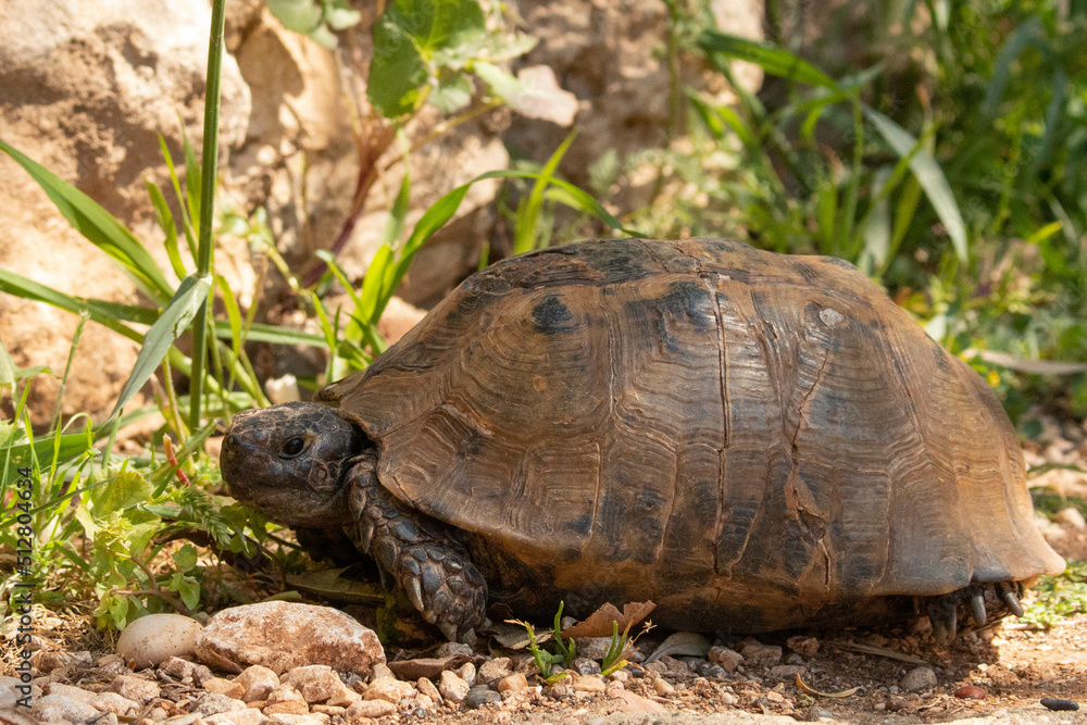 Close-up of wild tortoise in Turkey Close-up of wild tortoise in Turkey
