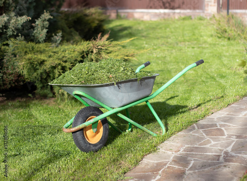 Wheelbarrow with cut grass in the garden