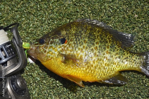 A colorful sunfish caught on a safety-pin spinner  photo