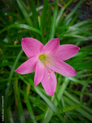 pink flower in the garden