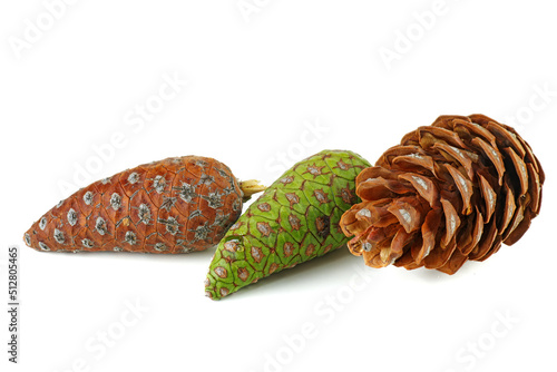 Pine cones of pinus cembra isolated on a white background photo