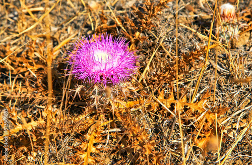 Pinkblooming flower in dry nature photo