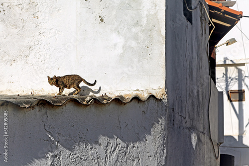 Cat walking on the roof © Jaroslav Moravcik