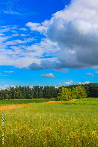 North German agricultural field forest trees nature landscape panorama Germany. © arkadijschell