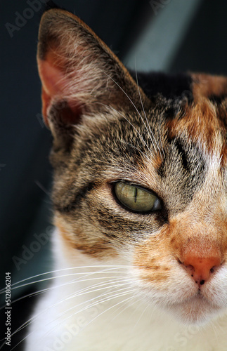 Photography SOFIA - CAT