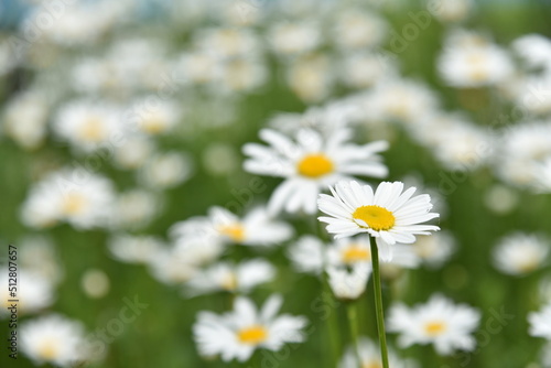 Chamomile field with flowers close-up in summer © Lushchikov Valeriy