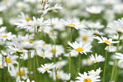 Chamomile field with flowers close-up in summer