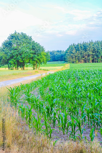 North German agricultural field forest trees nature landscape panorama Germany. photo