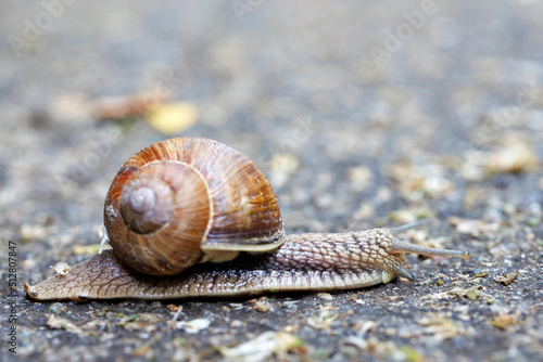 A large snail crawls on the ground on a blurred gray spotted background.