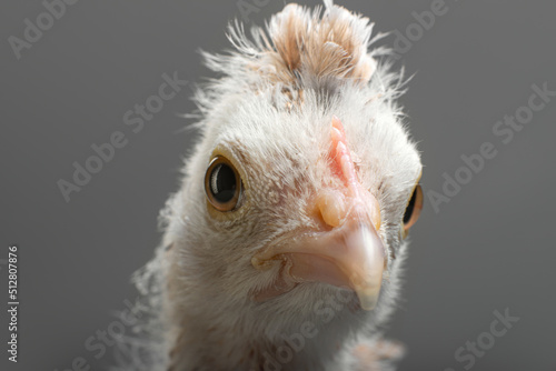 head chicken close up photo