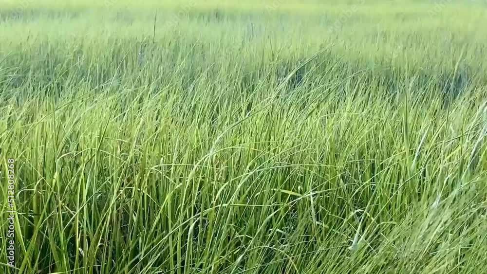 Sea grass blowing in the wind Sea grass blowing in the wind