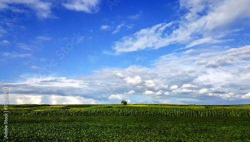 field and blue sky landscape