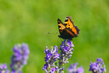 Small tortoiseshell butterfly (Aglais urticae) perched on lavender plant in Zurich, Switzerland