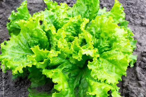 Fresh young lettuce grows in the vegetable garden