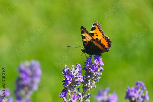 Small tortoiseshell butterfly (Aglais urticae) perched on lavender plant in Zurich, Switzerland © Janine