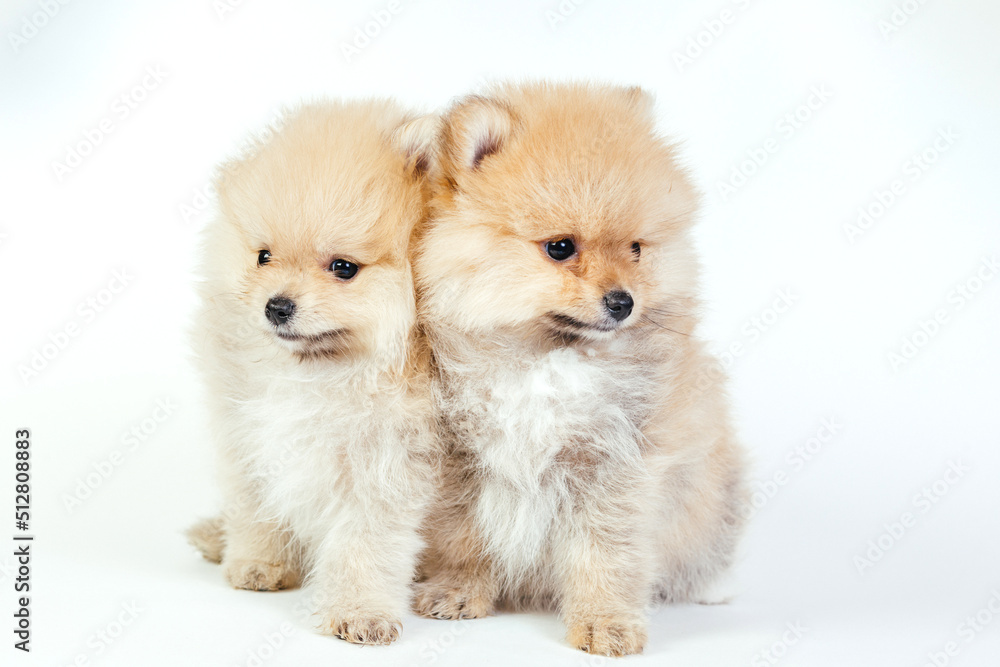 Cute pomeranian puppy on a white background. Cute pomeranian puppy on a white background.