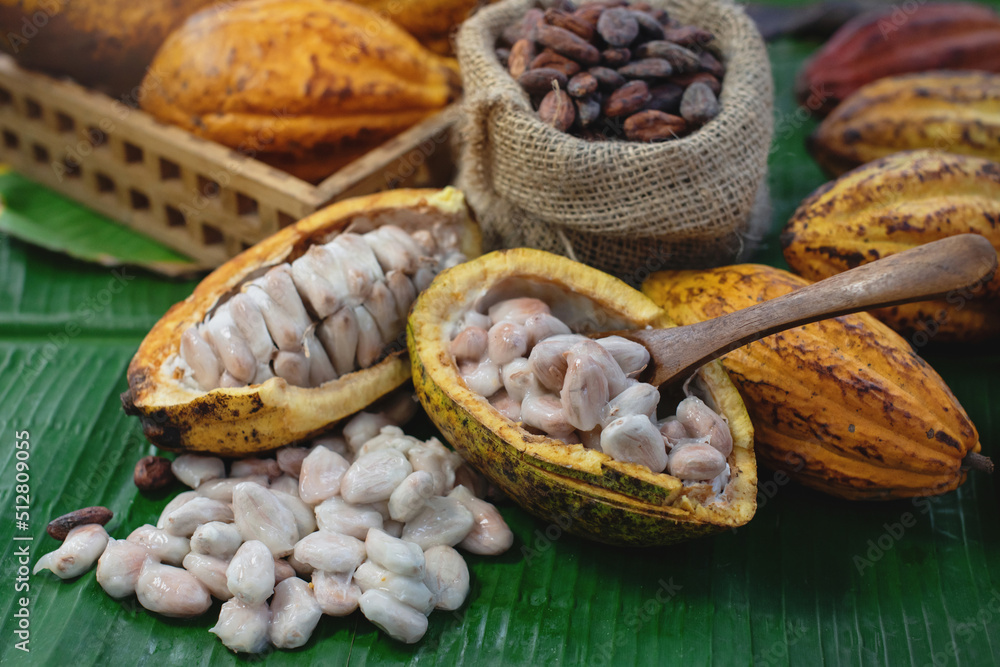 Fresh cocoa pod cut exposing cocoa seeds on banana leaf, view from above, cacao fruits which is used as raw material to make chocolate Fresh cocoa pod cut exposing cocoa seeds on banana leaf, view from above, cacao fruits which is used as raw material to make chocolate