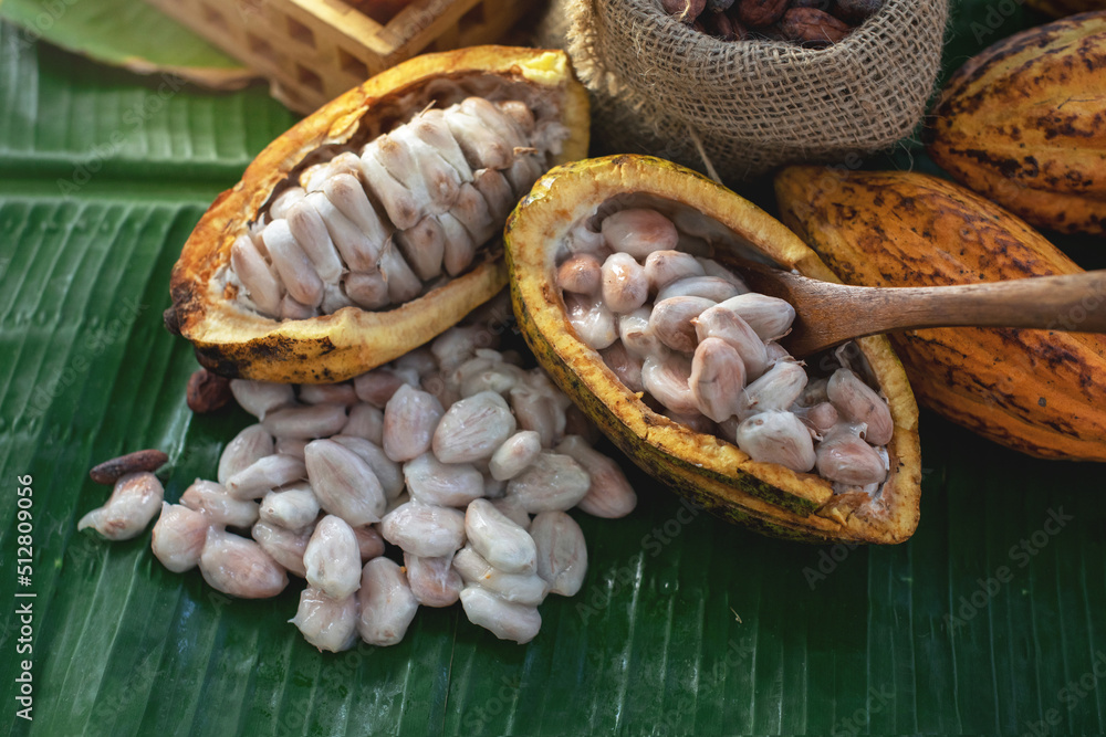 Fresh cocoa pod cut exposing cocoa seeds on banana leaf, view from above,  cacao fruits which is used as raw material to make chocolate Photos | Adobe  Stock