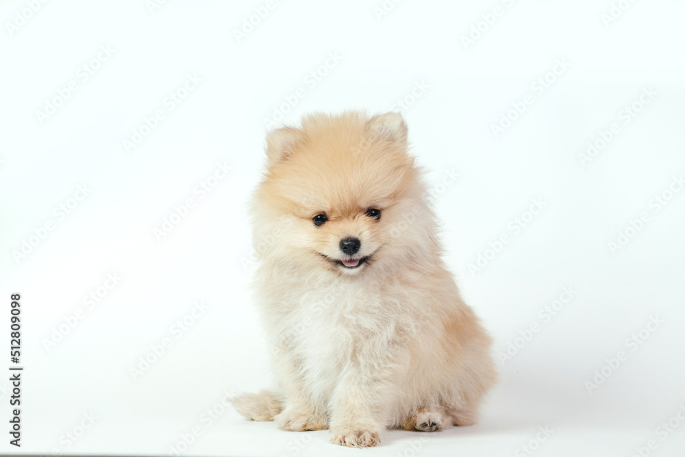 Cute pomeranian puppy on a white background.