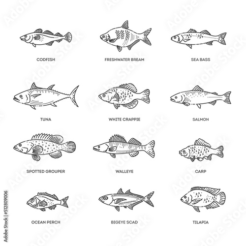 Vector set of fish. Types marine, ocean fish and Freshwater fish