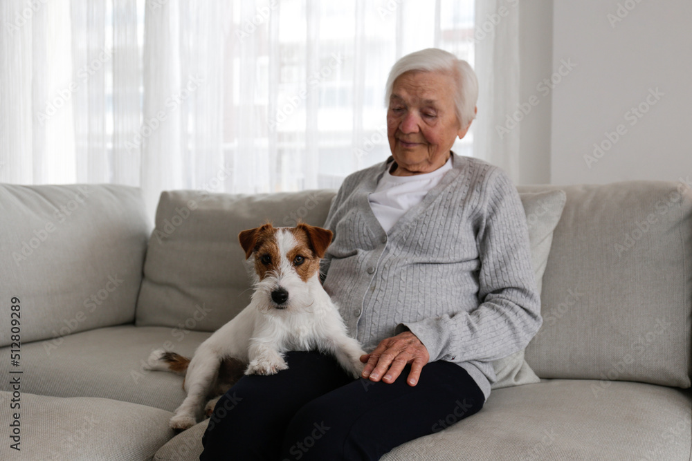 Emotional support animal concept. Portrait of elderly woman with wire haired jack russell terrier dog. Old lady and her rough coated pup sitting on grey textile sofa. Close up, copy space, background. Emotional support animal concept. Portrait of elderly woman with wire haired jack russell terrier dog. Old lady and her rough coated pup sitting on grey textile sofa. Close up, copy space, background.