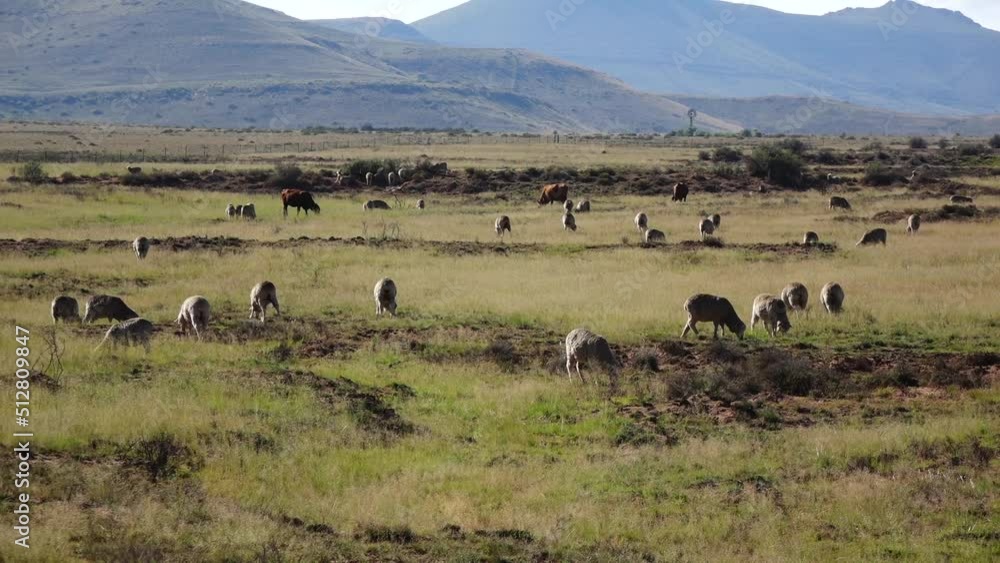 Sheep farming in the Great Karoo Sheep farming in the Great Karoo