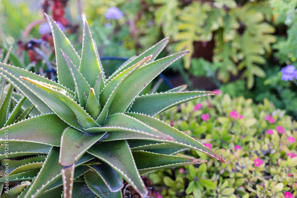 Aloe with thorny leaves in the garden between tropical flowers. Aloe with thorny leaves in the garden between tropical flowers.