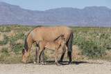 Wild Horse Mare and Foal in Springtime in the Utah Desert