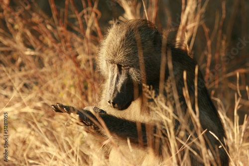 Chacma Baboon in the morning sun  Kruger National Park  South Africa