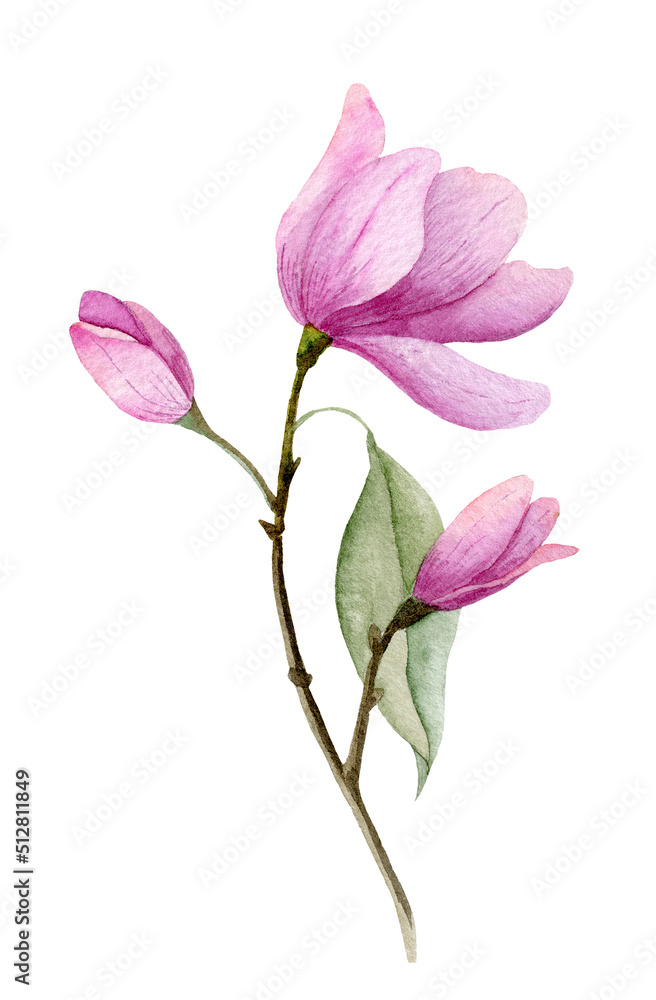 Watercolor pink Flower. Hand painted illustration of blooming purple Magnolia. Botanical drawing for wedding invitations or postcards Watercolor pink Flower. Hand painted illustration of blooming purple Magnolia. Botanical drawing for wedding invitations or postcards
