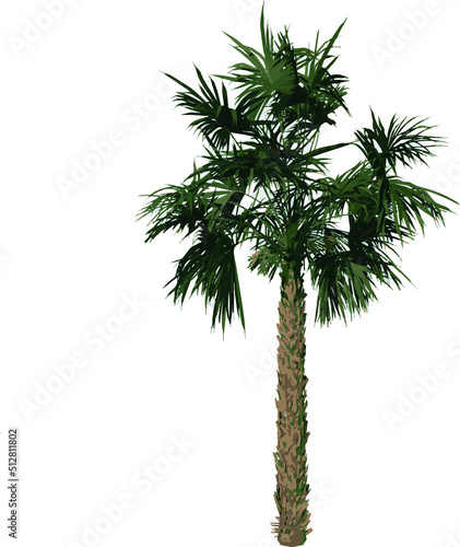 Front view of plant (Adolescent Palmetto Palm Tree 1) tree illustration vector	