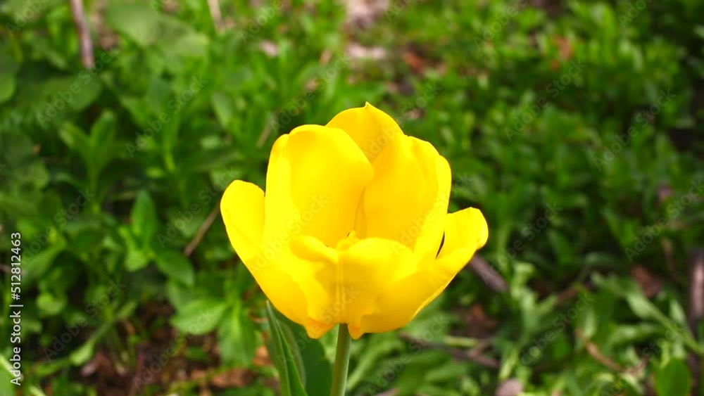 yellow tulip flower and summer day yellow tulip flower and summer day