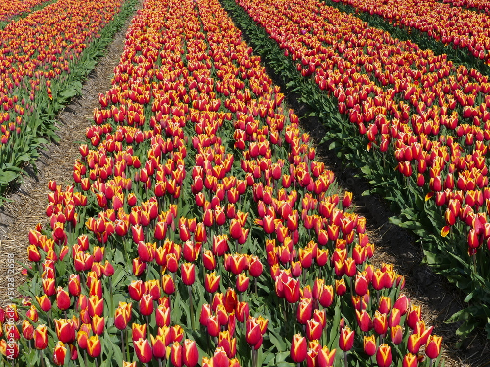Two tone yellow red Tulip field in spring in North Holland, Holland, Netherlands