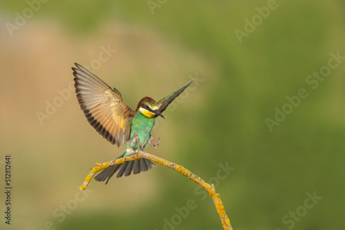 Rainbow bee-eater perched on a tree branch. The bird comes from a bird family called Meropidae and is found in Turkey.
