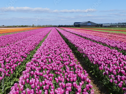 A riot of colors  Tulip fields in spring in North Holland  Holland  Netherlands