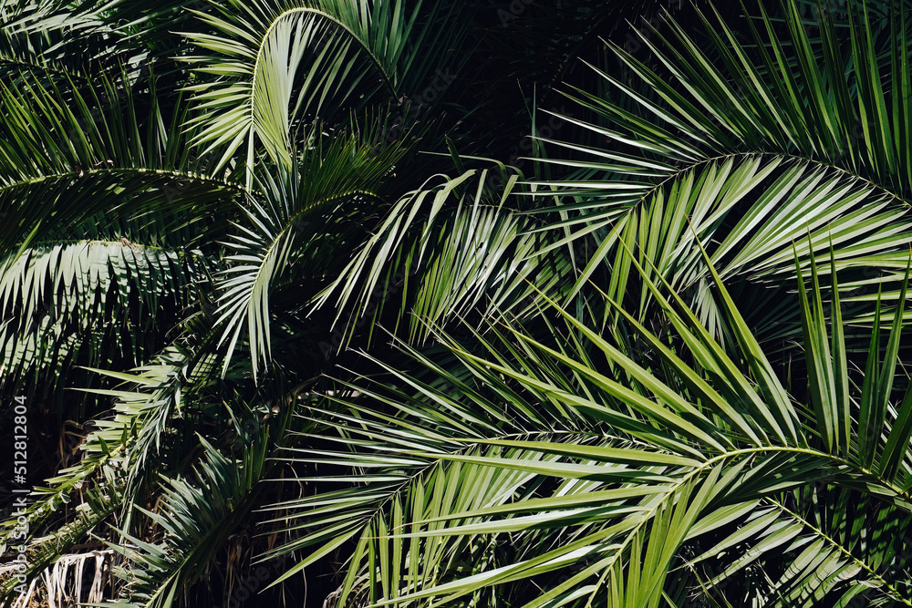 Fototapeta premium Group of big green leaves of exotic date palm trees. Cropped shot of tropical plant foliage lit by sunlight. Pollution free symbol. Close up, copy space for text, background.