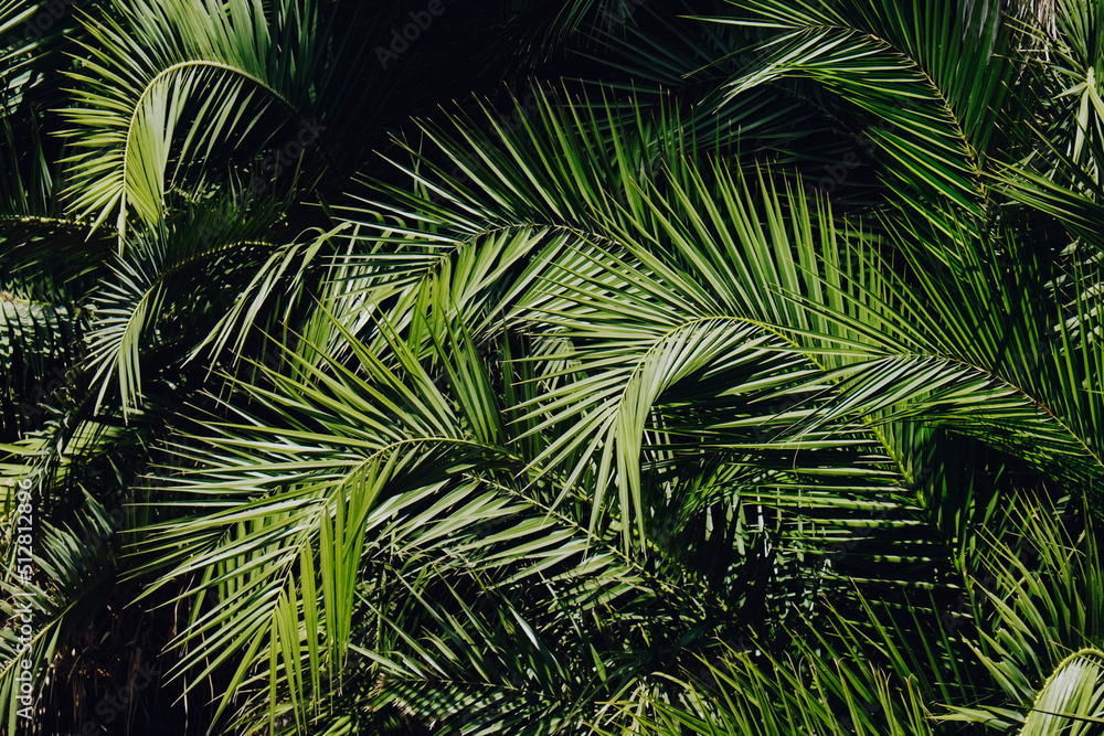 Obraz premium Group of big green leaves of exotic date palm trees. Cropped shot of tropical plant foliage lit by sunlight. Pollution free symbol. Close up, copy space for text, background.