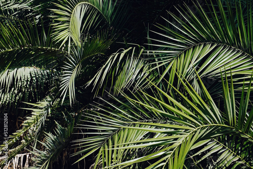 Fotografie Group of big green leaves of exotic date palm trees