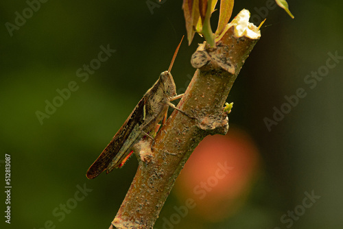 grasshopper sitting on a branch / Grasshopper (Chorthippus brunneus) macro photo