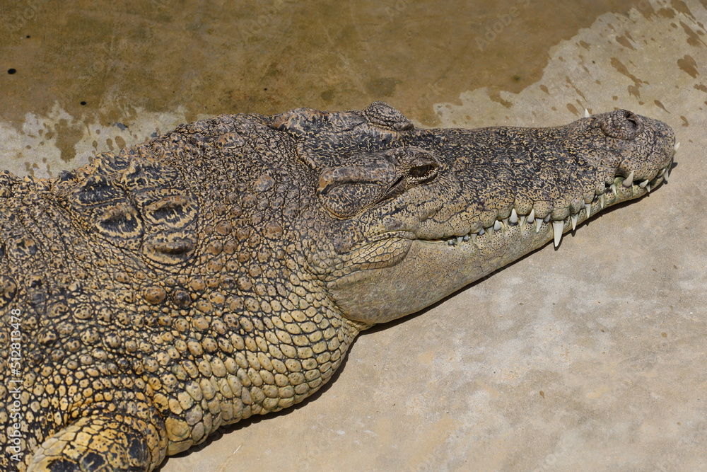 Fototapeta premium The salt crocodile is stay on floor