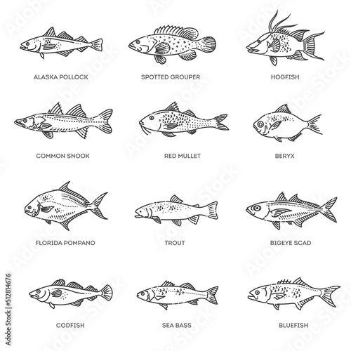 Saltwater fish set. Types marine and ocean fish photo