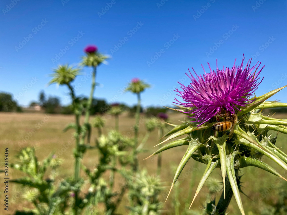 Honey Bee Pollinating a Purple Thistle Flower Blooming in California Countryside Honey Bee Pollinating a Purple Thistle Flower Blooming in California Countryside