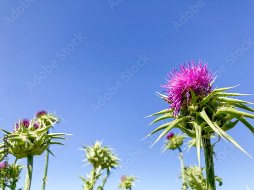 Purple Thistle Flower Blooming against Blue Sky Background