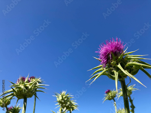 Purple Thistle Flower Blooming against Blue Sky Background