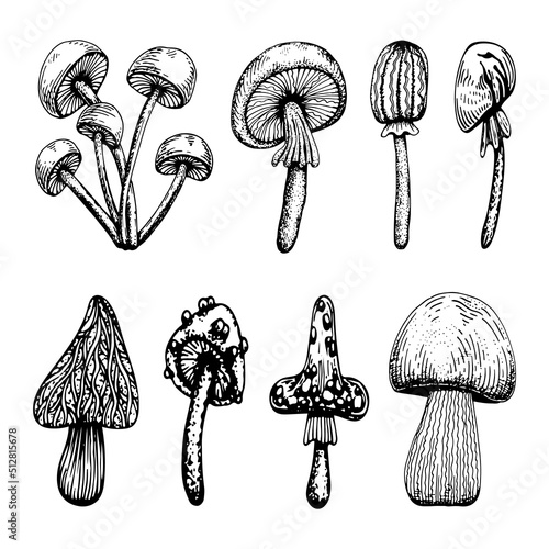 Set of poisonous mushrooms. Amanita muscaria, sketch style grebe. Deadly fly agaric. Dangerous forest mushroom. Black and white line art hand drawn vector. Psychedelic fungus.
